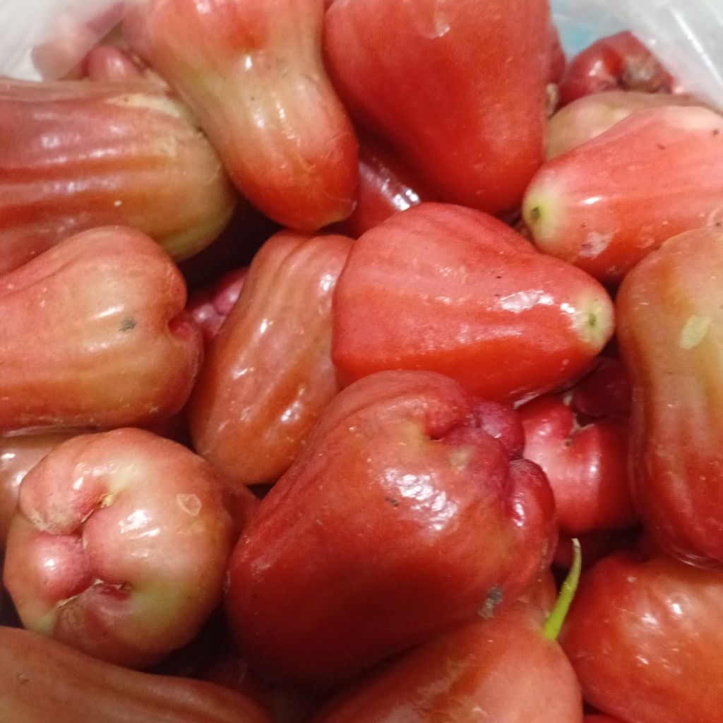 [Instant Medan] Jambu Air Madu (Thongsamsi) Grade B Manis Segar 1 kg | Buakita