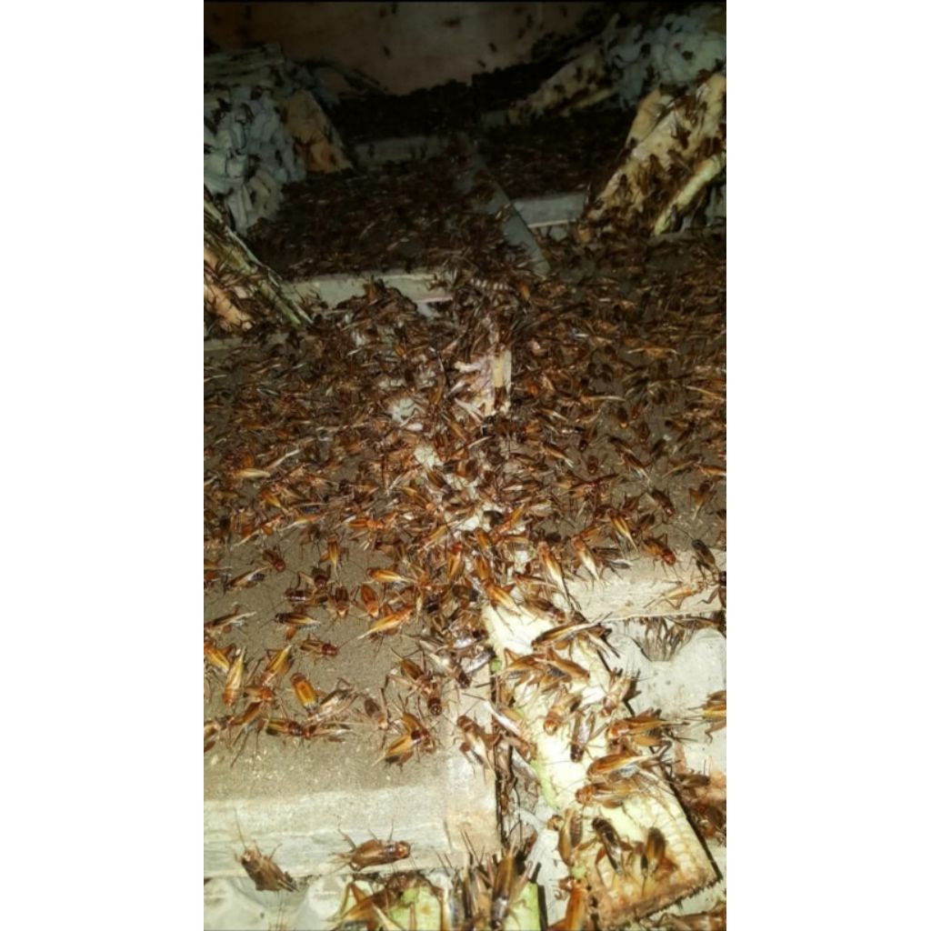 500 GRAM TELUR JANGKRIK MADU KUNING KUALITAS SUPER