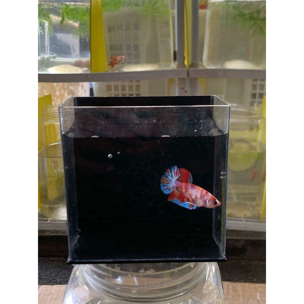 Ikan Cupang Giant