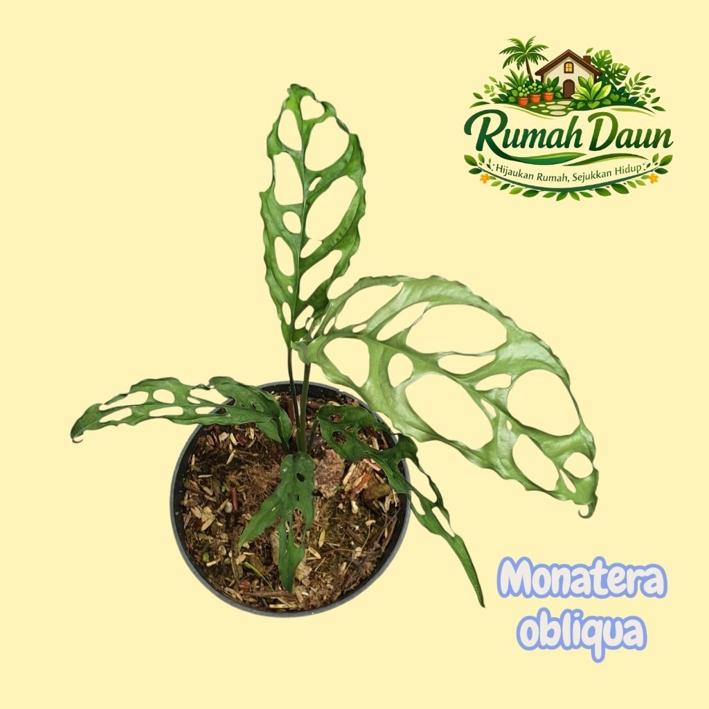 tanaman hias monstera obliqua - monstera obliqua