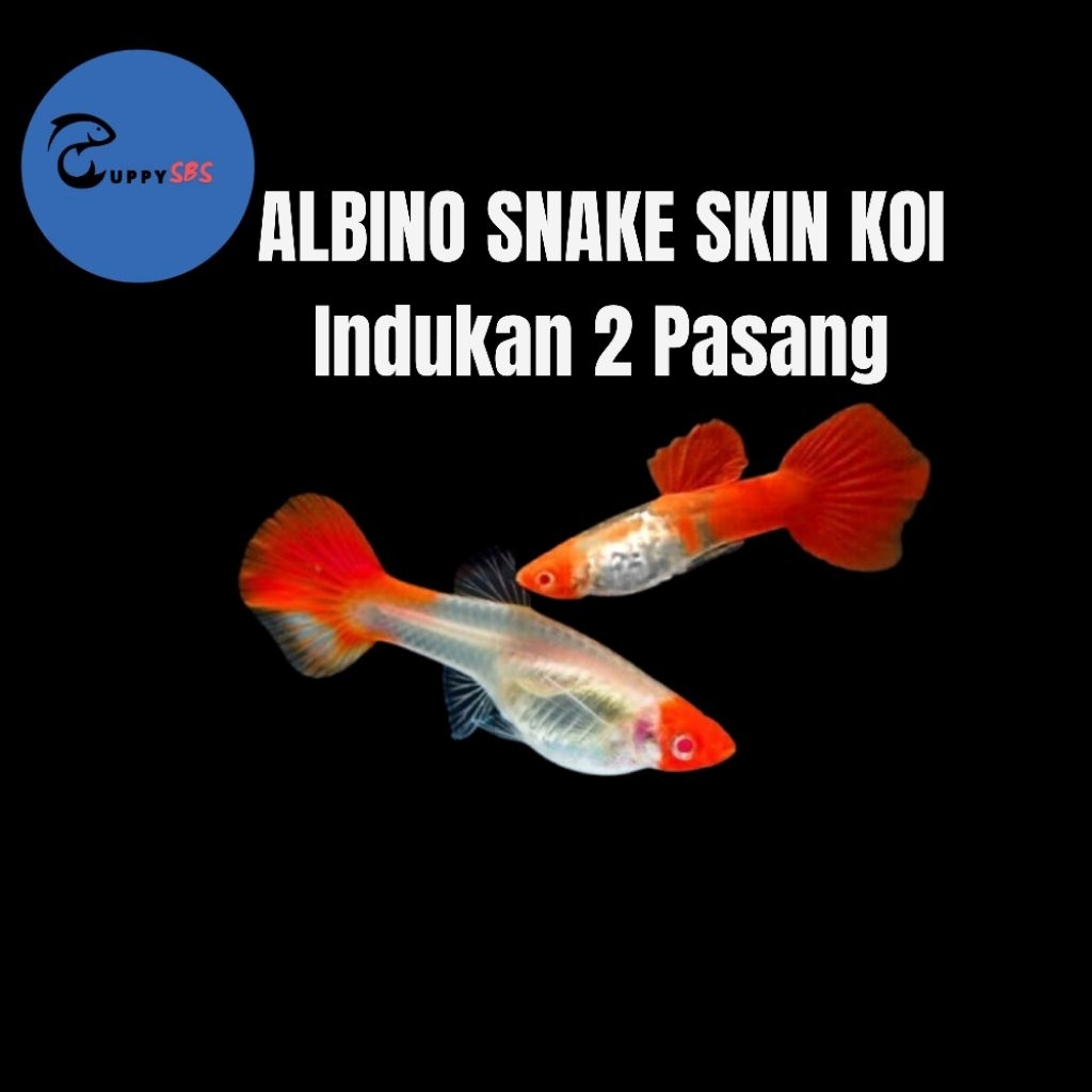 GUPPY ALBINO SS KOI