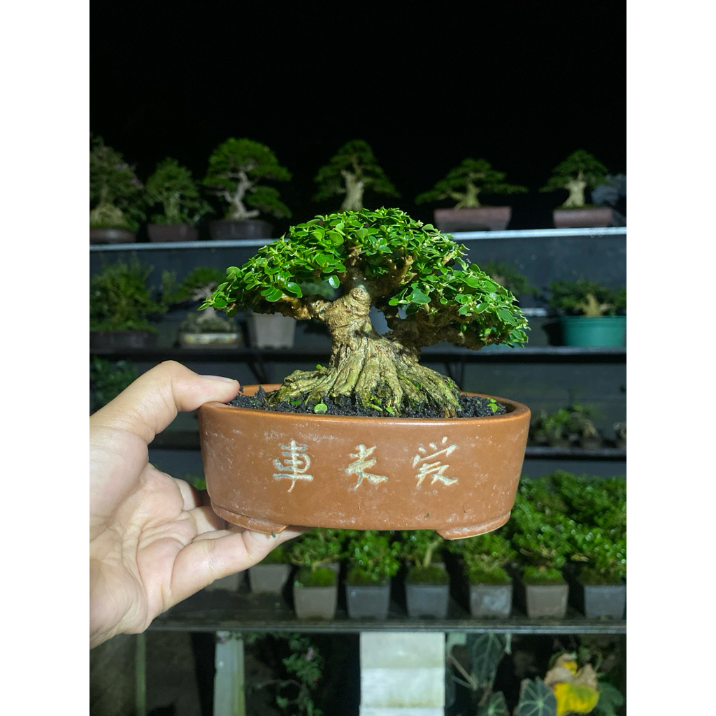 bonsai sancang shito siap kontes