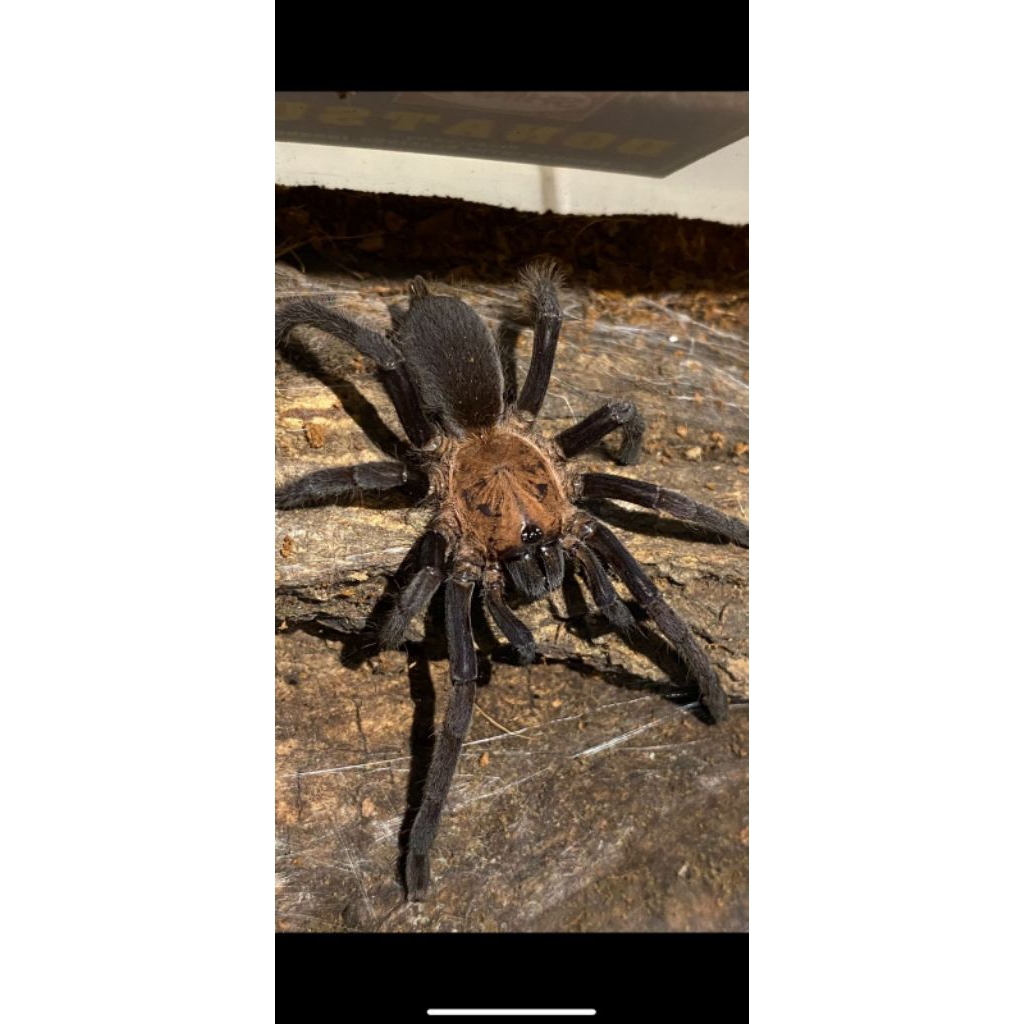 orphnaecus dichromatus