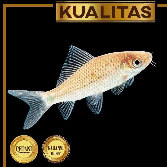 Baby Ikan Nilem (Paket isi 20) Ikan Hias Kolam Aquarium Aquascape Tanaman Air Tawar