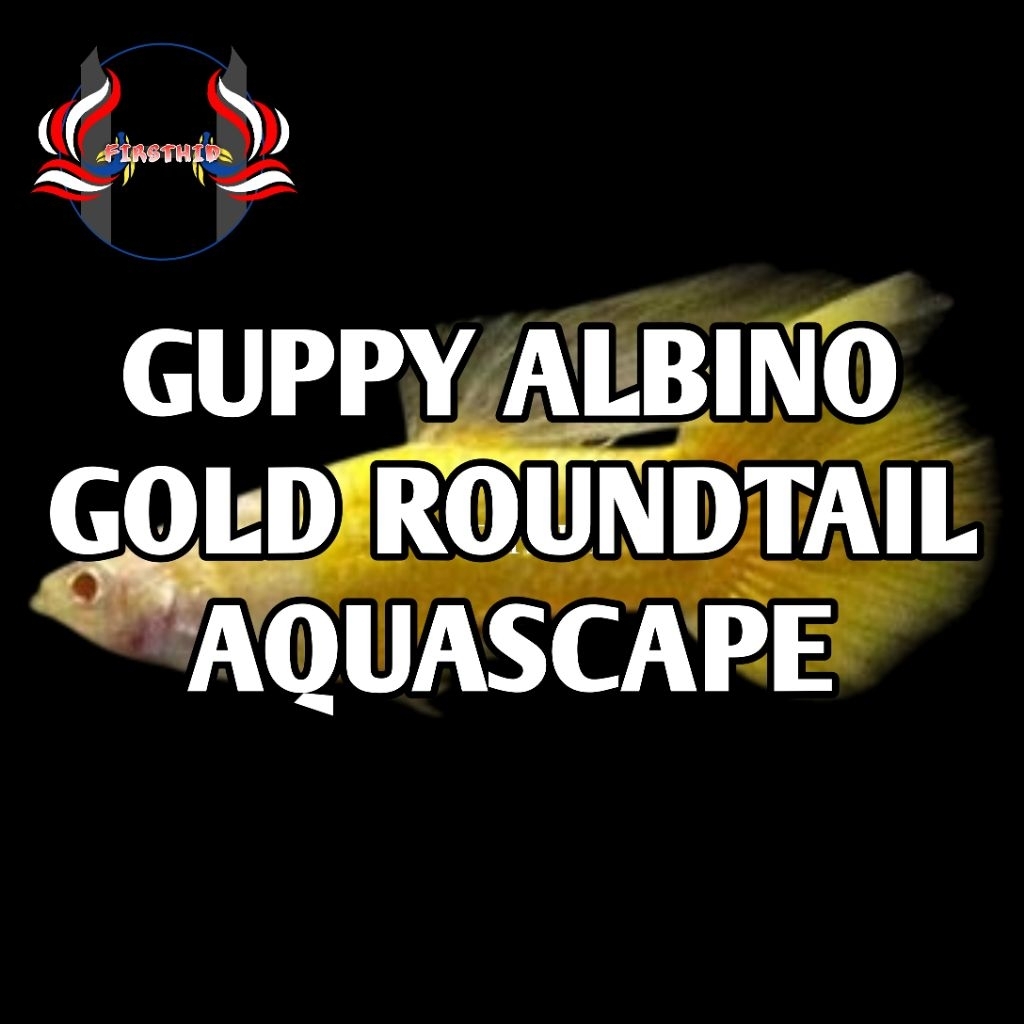 (1 P) GUPPY Albino Gold Roundtail Glassbelly penghias ruangan aksesoris akuarium