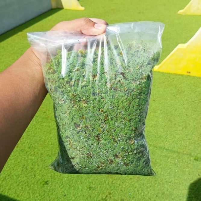 Azolla Segar 5 Kg | Bibit Azolla | Pakan Ayam Bebek Puyuh Ikan Lele Nila Gurame Kambing Sapi | Pakan
