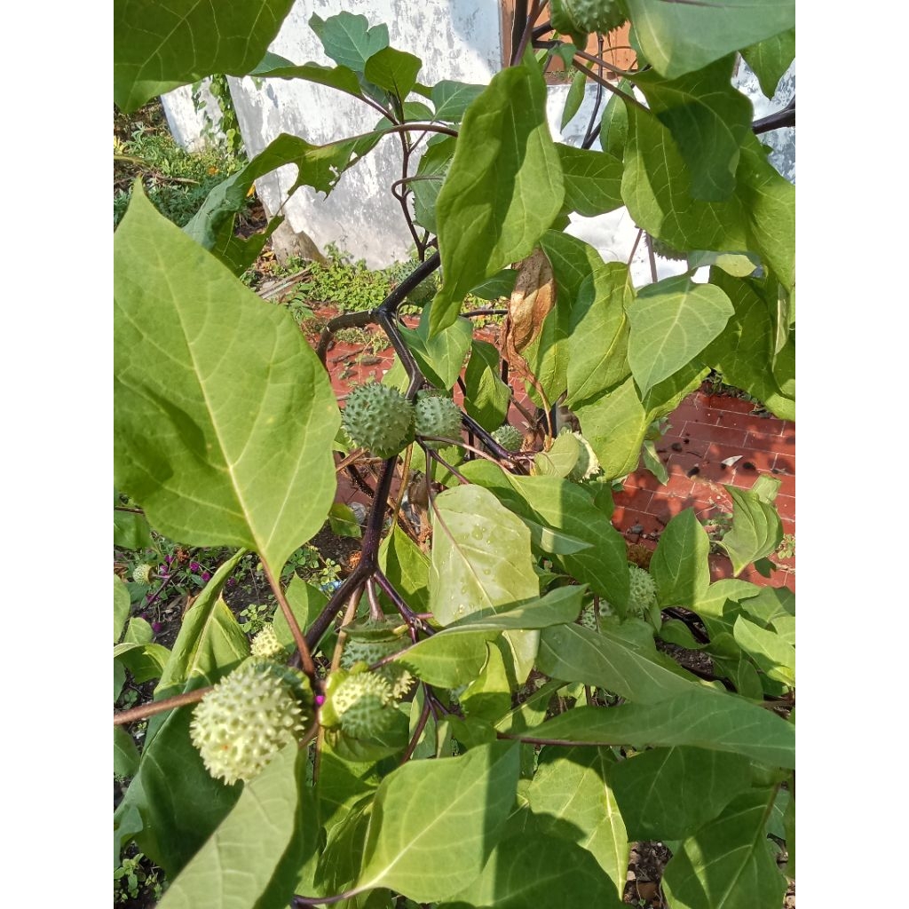 buah segar kecubung Wulung ungu