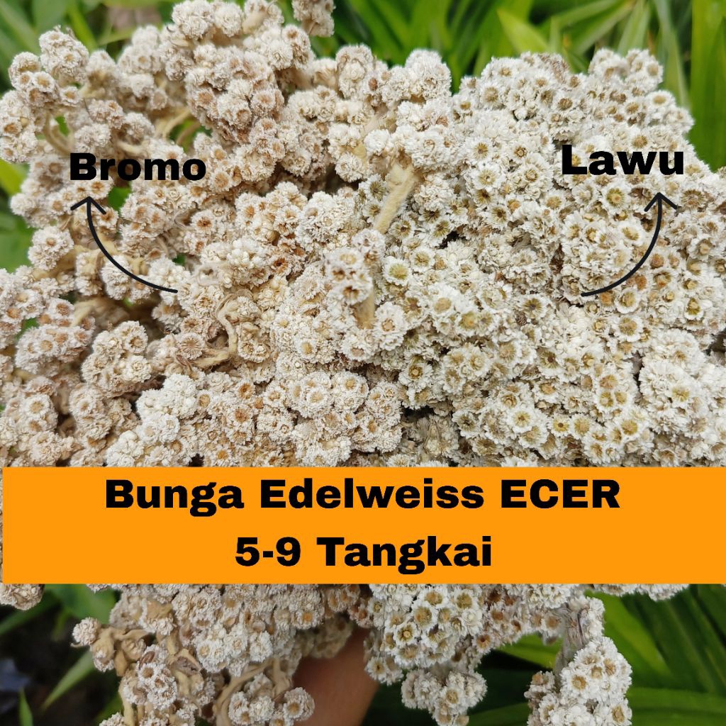 SBR - Bunga Edelweiss Kering Bunga Edelweiss Bromo Budidaya