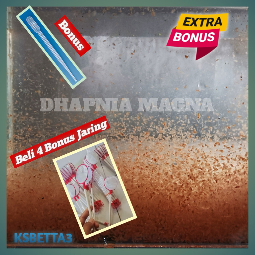 Starter kutu air Dhapnia magna