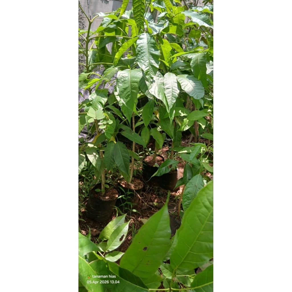 tanaman tabebuya rosea tinggi 1 meter