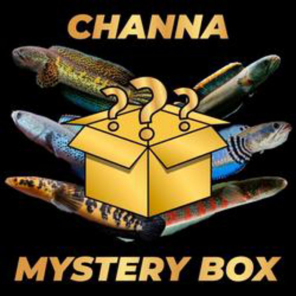 misteri box 2 chana ful jackpot