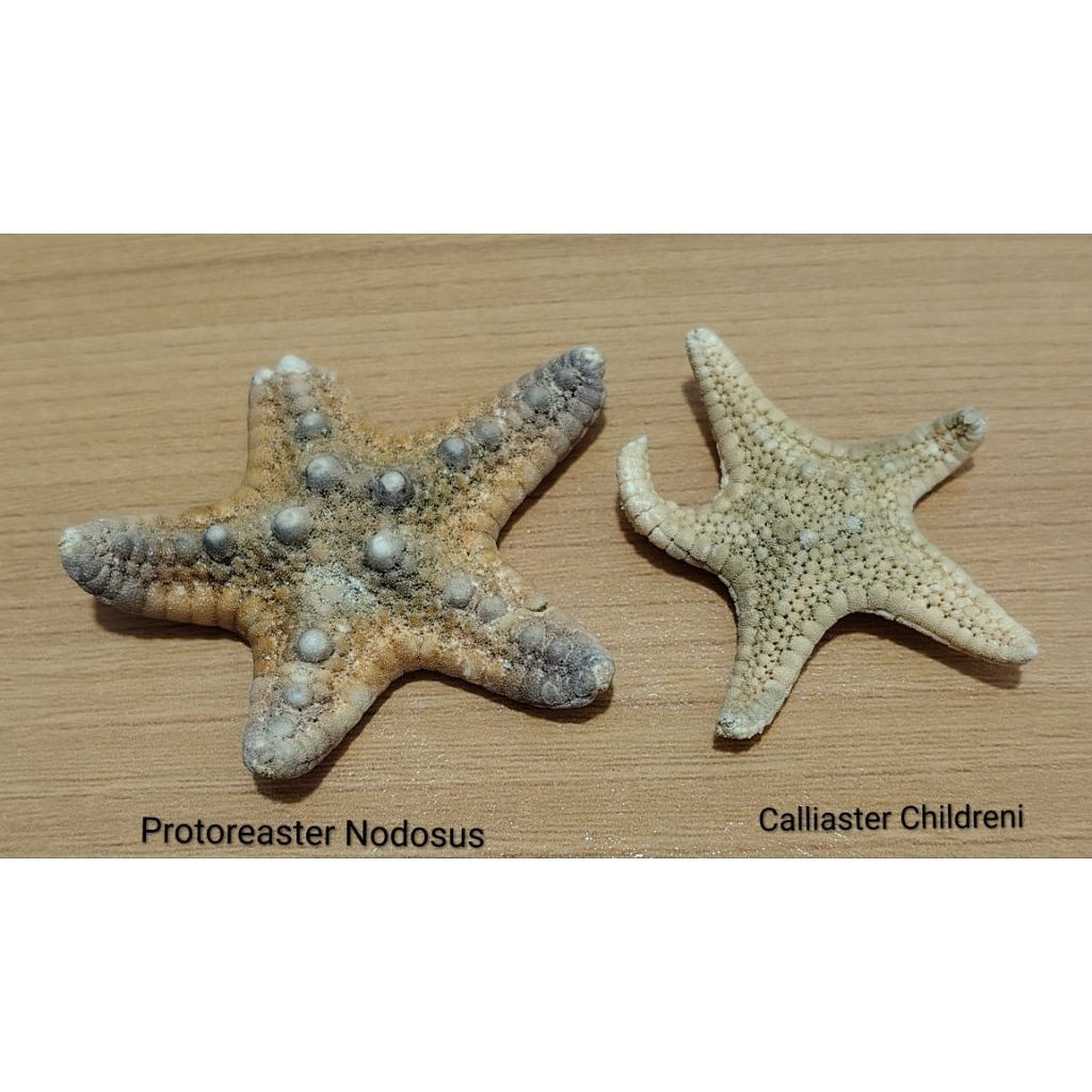 koleksi bintang laut asli 2 pcs
