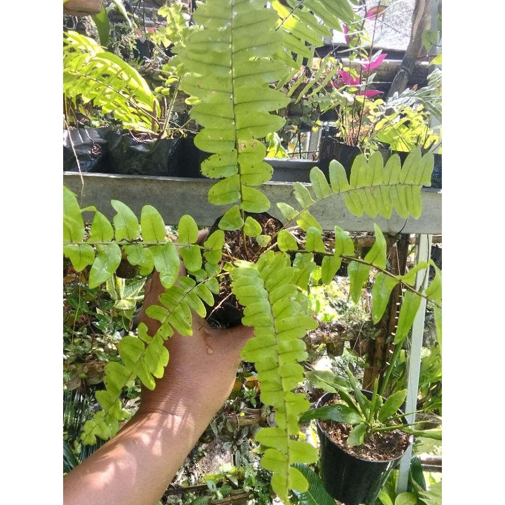 Tanaman Pakis kelabang rawatan bukan cabutan.