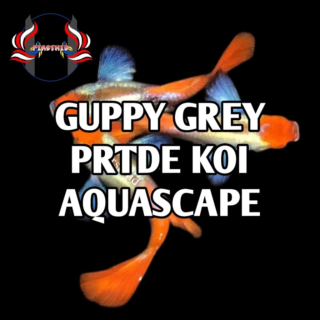 (1 P) Aksesoris Akuarium GUPPY PRTDE Koi Platinum Red Tail Dumbo Ear penghias kolam