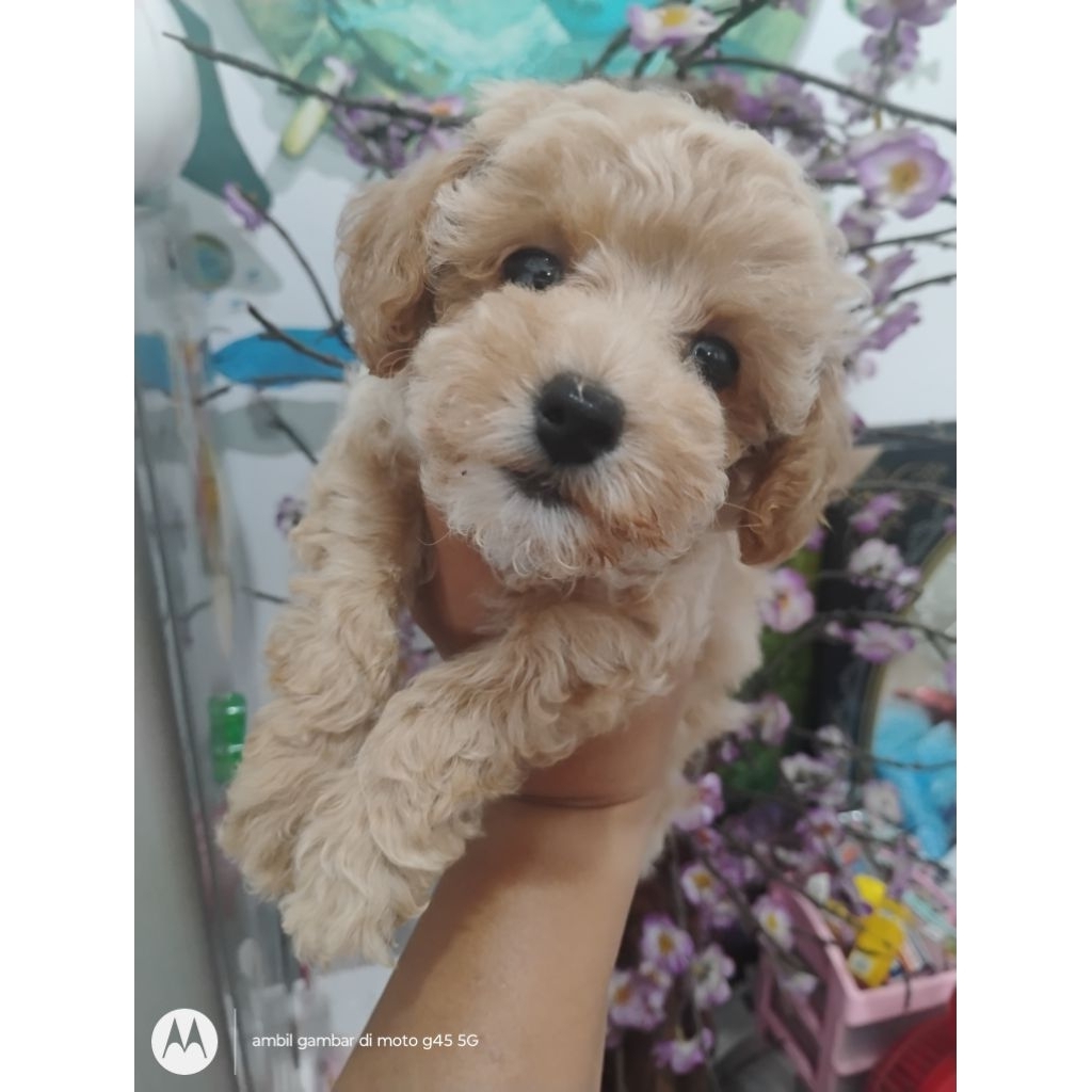 anak anjing poodle jakarta
