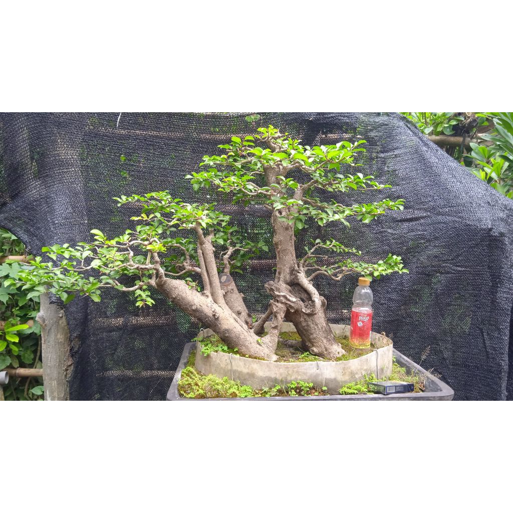 Bonsai Rukem pucuk merah realpict
