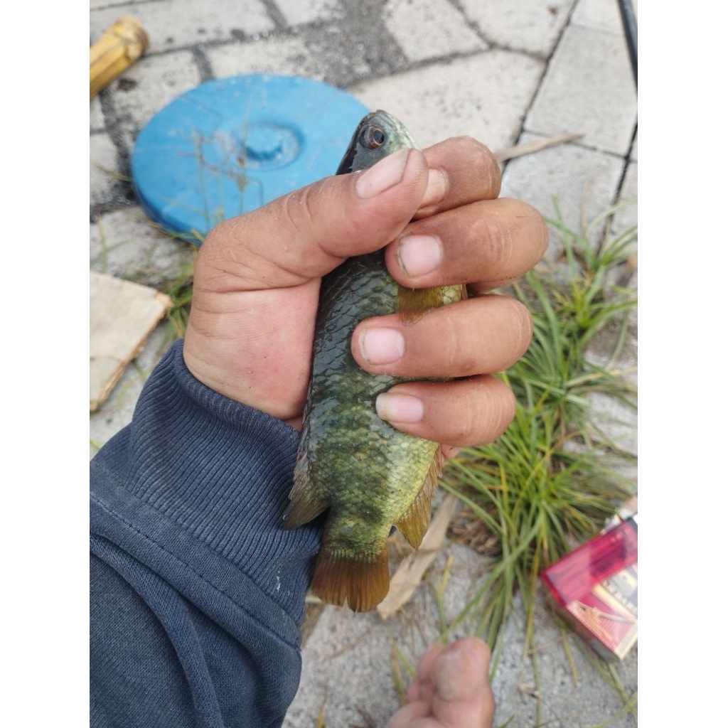 Ikan Betik/Betok uk 2,3,4 jari/ isi 25 ekor