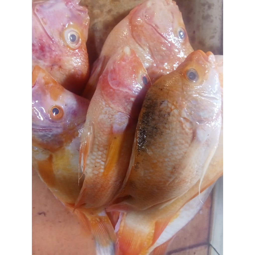 Ikan Mujair Merah