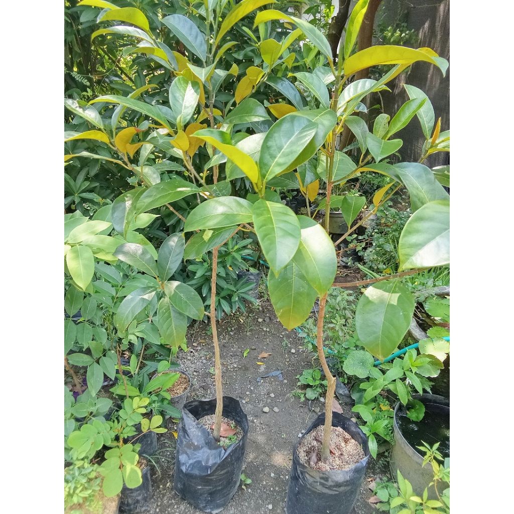 Tanaman buah cempedak king  atau king cempedak merah tinggi sekitar 140cm