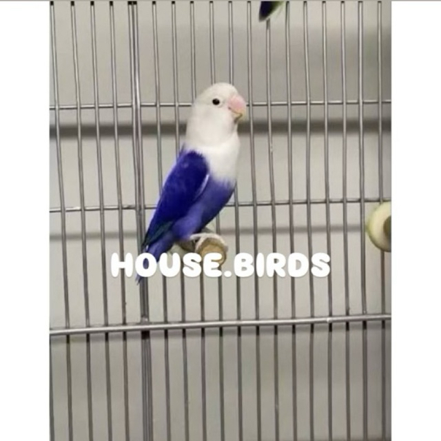 Promo paket 2 telor burung lovebird violet