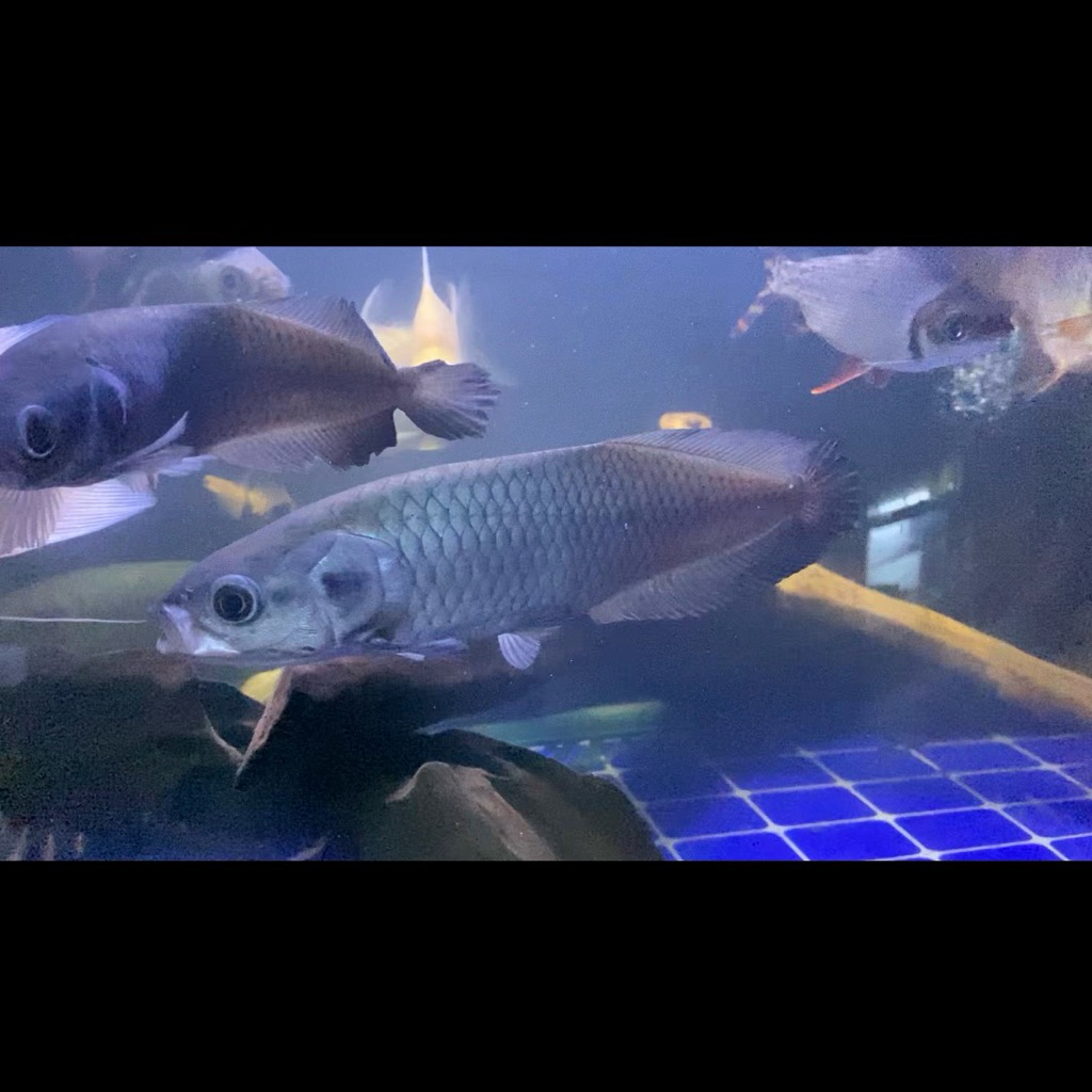 Arowana nile sungai nile africa
