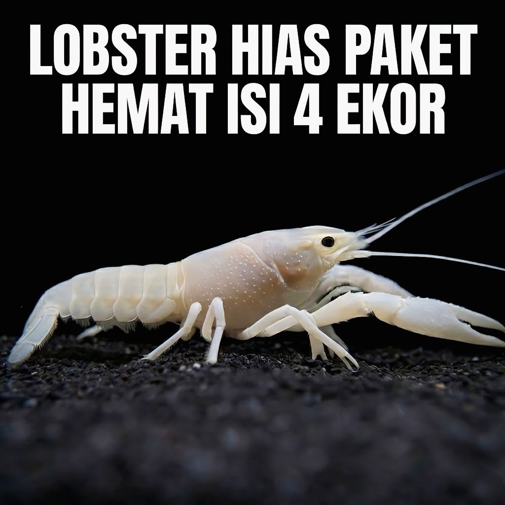 Lobster hias aquarium paket 4 ekor lobster air tawar Putih  hiasan aquarium size 4/6 cm