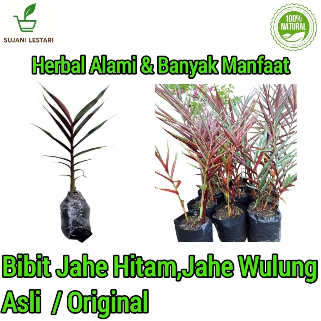 Bibit Jahe Hitam Jahe Wulung Asli,Sehat,Siap Tanam,Hasilkan Rimpang Unggul/Produktif - SUJANI LESTAR