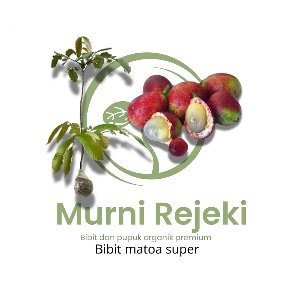 Bibit matoa super unggul / Bibit buah papua okulasi super unggul