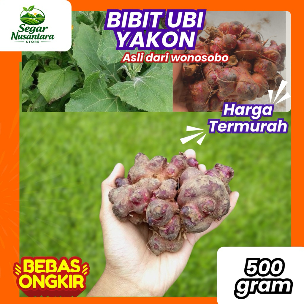 BIBIT UBI YACON / RIMPANG BIBIT UBI YACON 500g