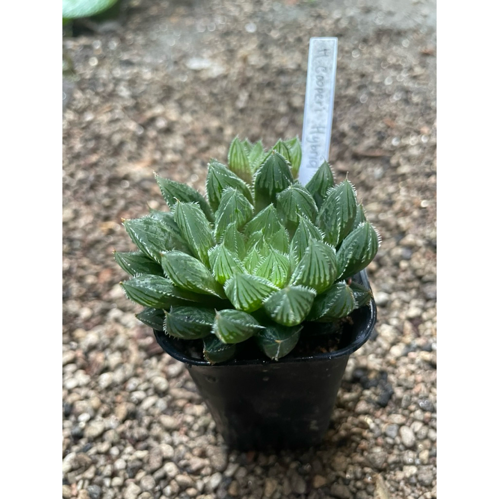 Haworthia Cooperi Hybrid