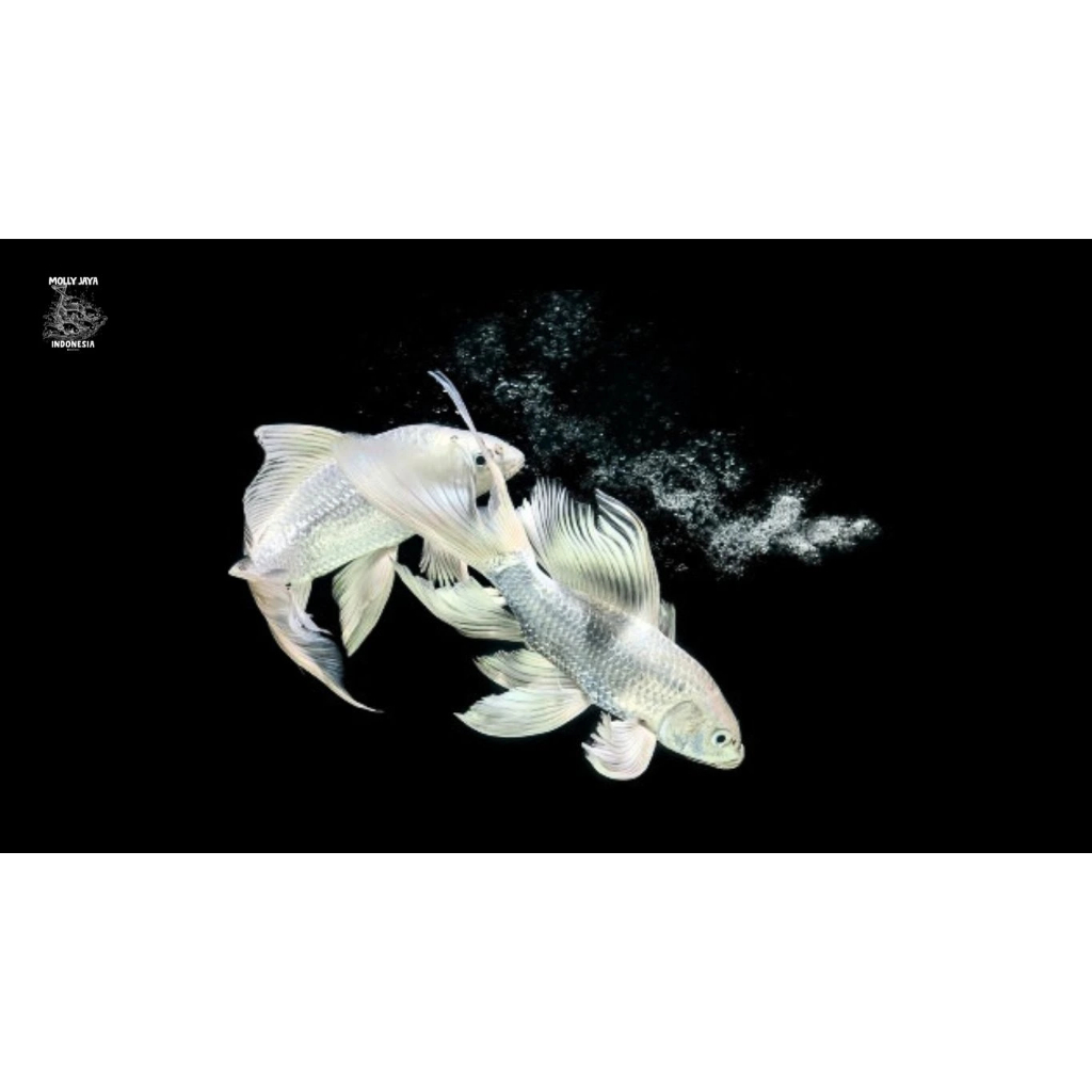Paket 3 Koi Platinum Slayer Putih Salju 11-13 cm - Aquatic Display Unit - Ready Stock - Pengiriman S