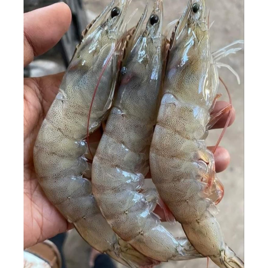 udang vaname size 30