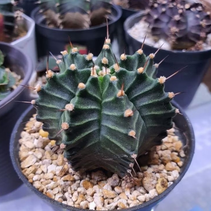 Kaktus Gymno single spine 7 ribs (Gymnocalycium mihanovichii)
