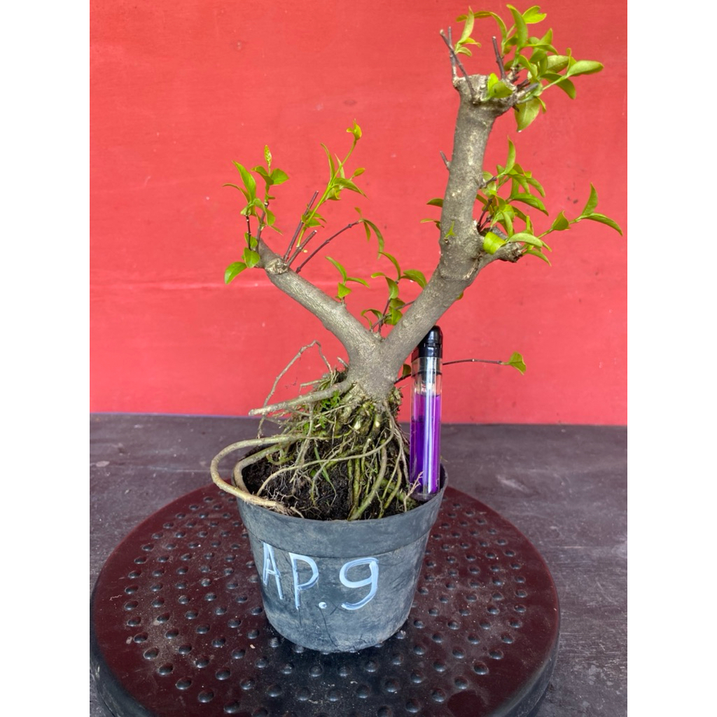 Bahan bonsai bunga anting putri Ap 9