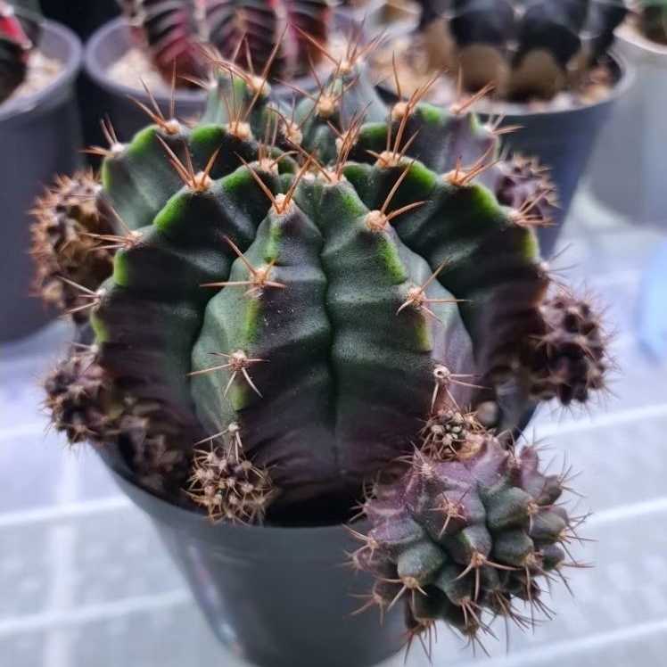 Kaktus Gymno hijau ungu (Gymnocalycium mihanovichii)