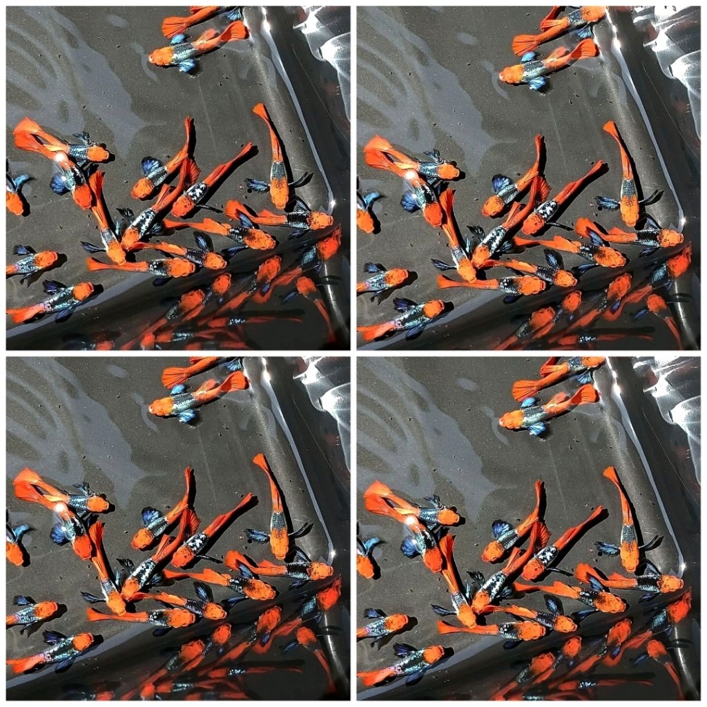 GUPPY PRT KOI COCOK UNTUK HIASAN AQUARIUM