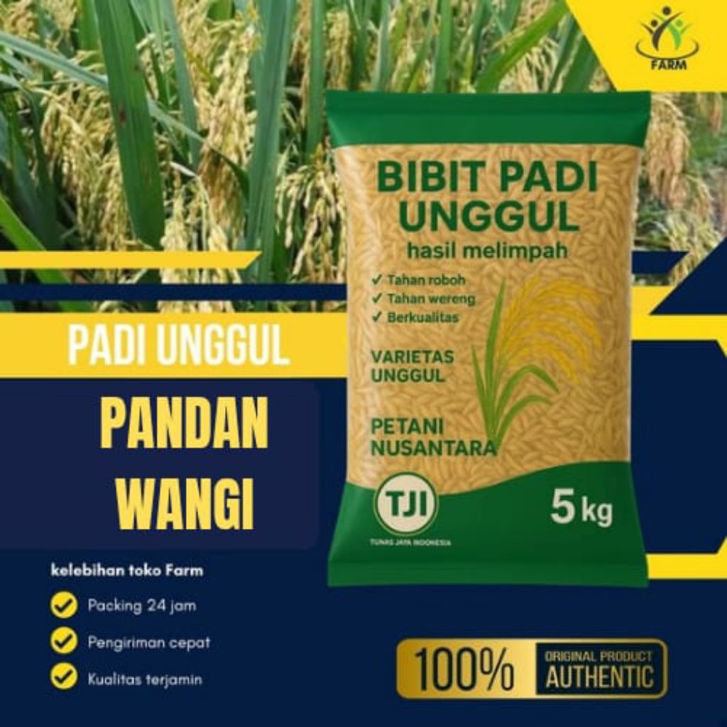 benih padi pandan wangi