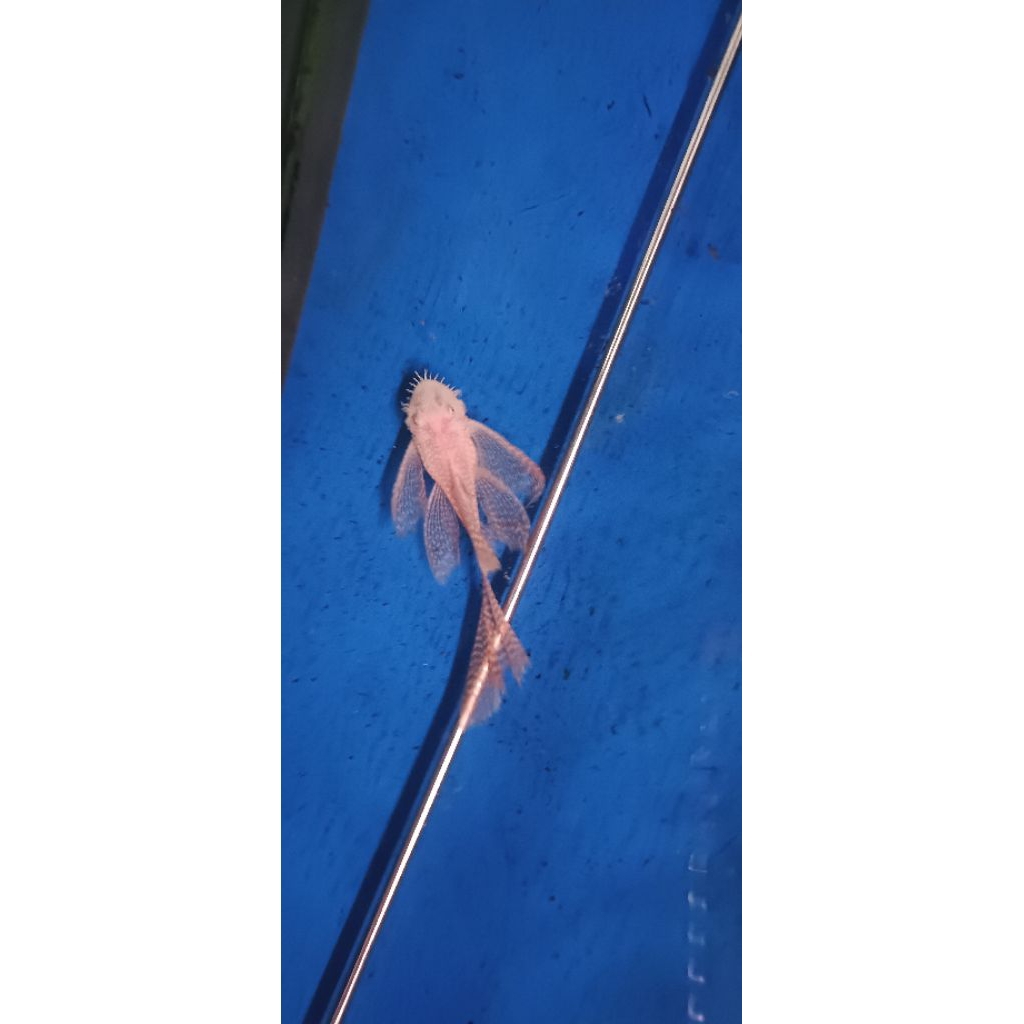 brushmouth albino slayer/pleco L144 size 7cm
