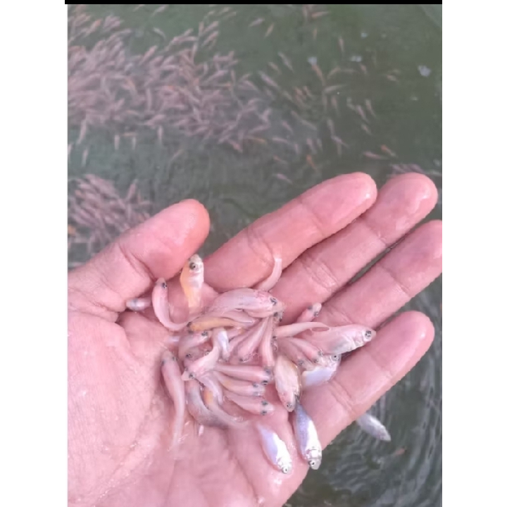 Bibit Ikan Nila Merah Bangkok 2–3 cm Isi 200 Ekor Perpaket – Benih Nila Unggul Cepat Besar