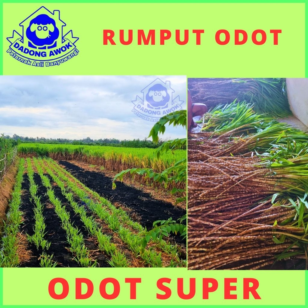 bibit rumput odot super - bibit rumput pakan ternak - bibit rumput pakan kambing super jumbo batang