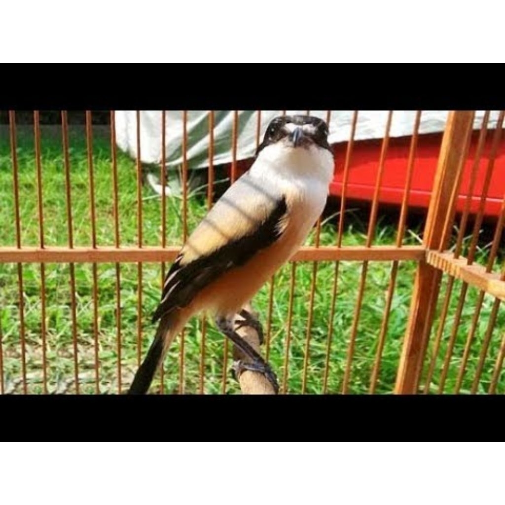 burung cendet gacoran