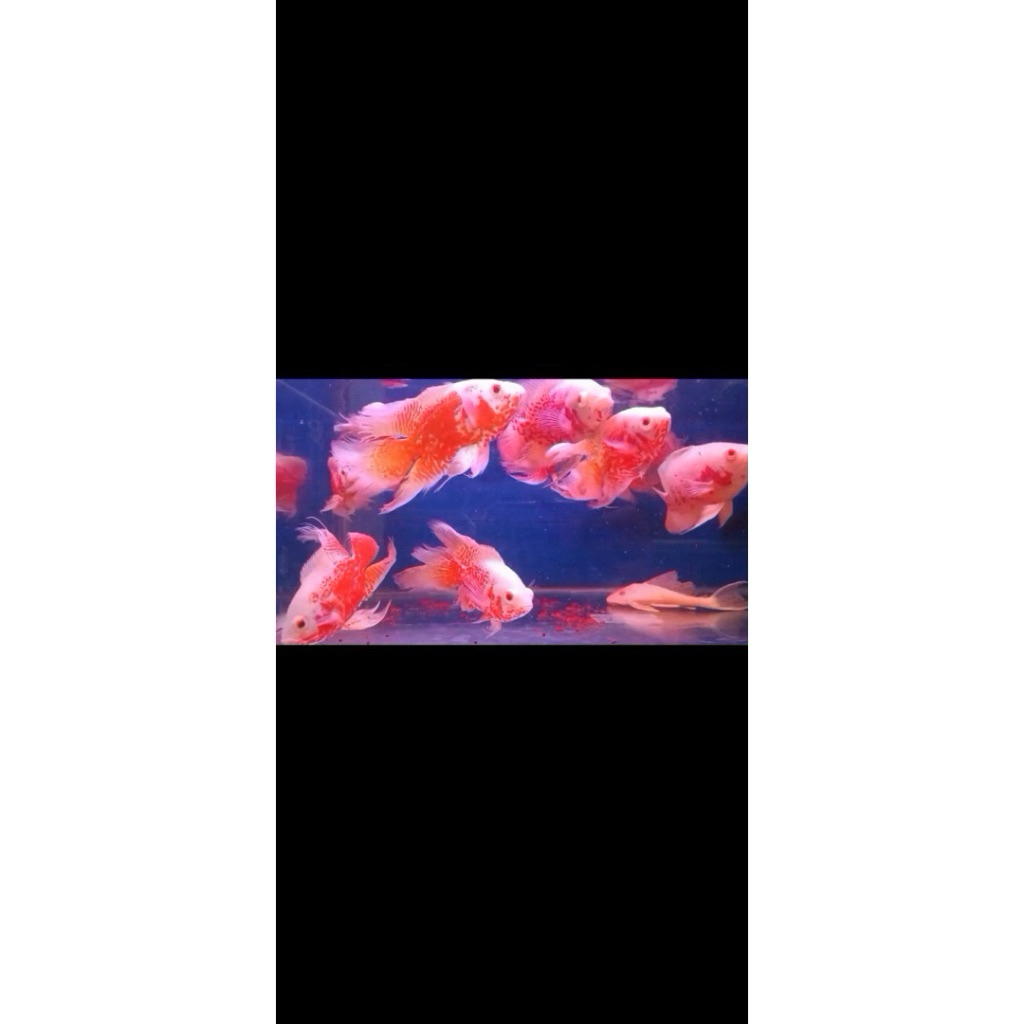 Hiasan Oscar Tiger Albino good marking slayer import Thailand pure 14-15cm