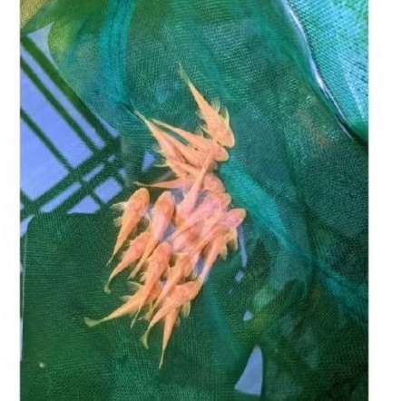 GIBICEP UKURAN 5-6 CM