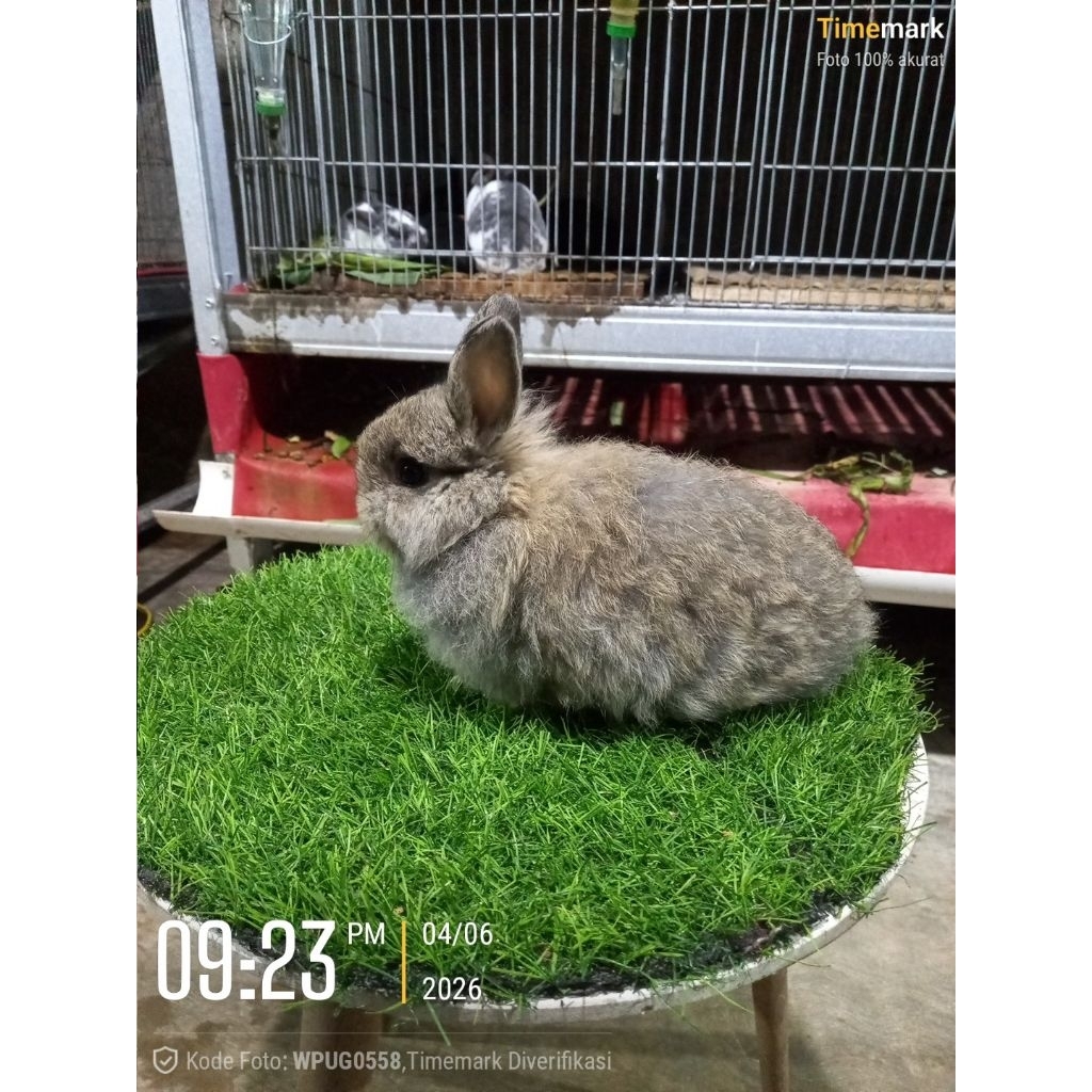 Kelinci mini ND netherland wraft kelinci hias belanda anakan jantan (20).