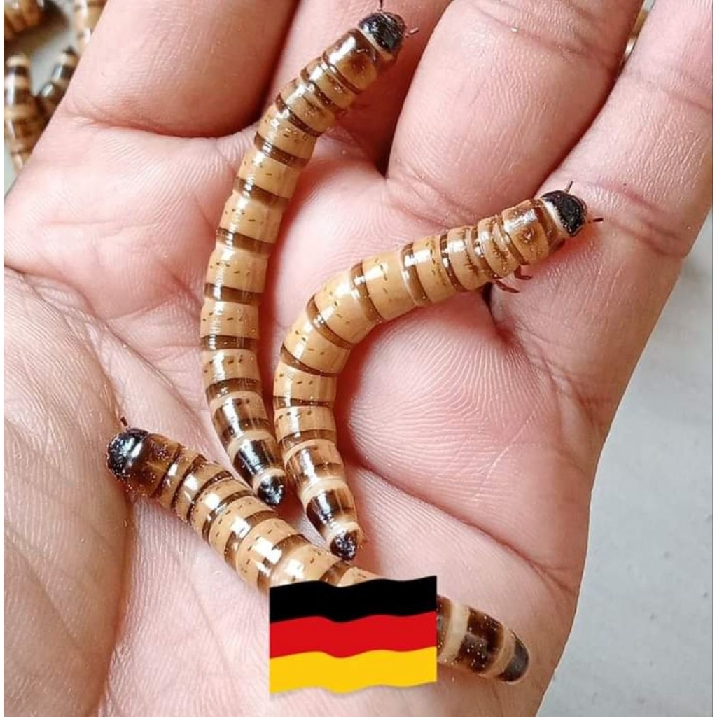 Kumbang Jerman Paket Hemat