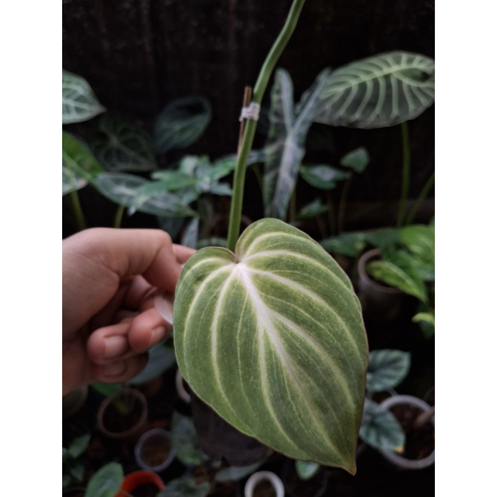 philodendron gloriosum white vein thai zebra ori