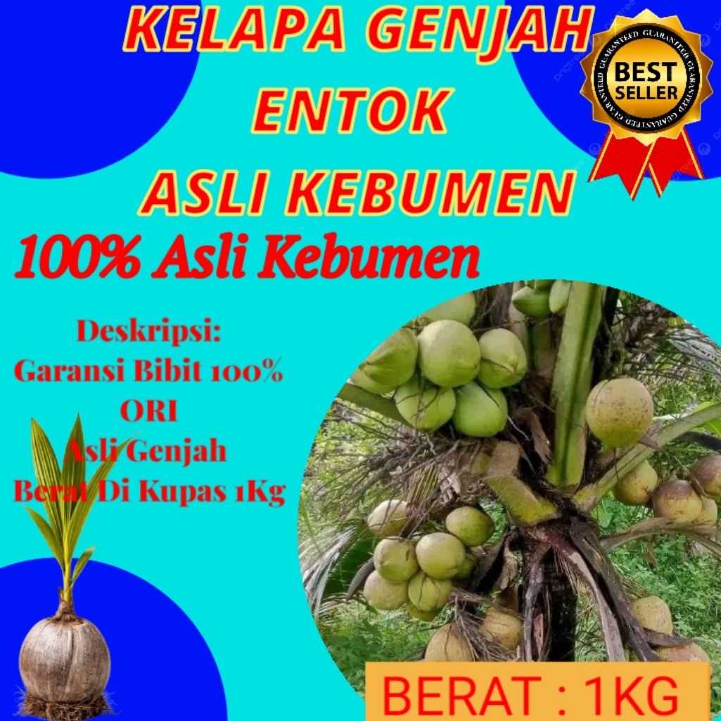 HARGA PARTAI  Pohon Buah Kelapa Pendek Berbuah Lebat
