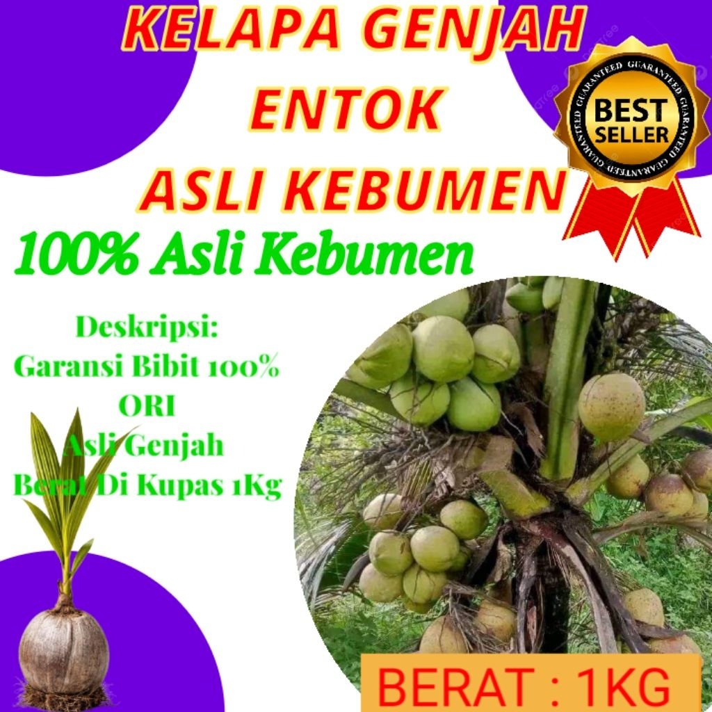 TERPERCAYA  Pohon Kelapa Pendek Terbaik, Pohon Kelapa Pendek Terdekat