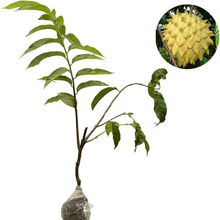 bibit biriba / srikaya nanas / srikaya kuning okulasi