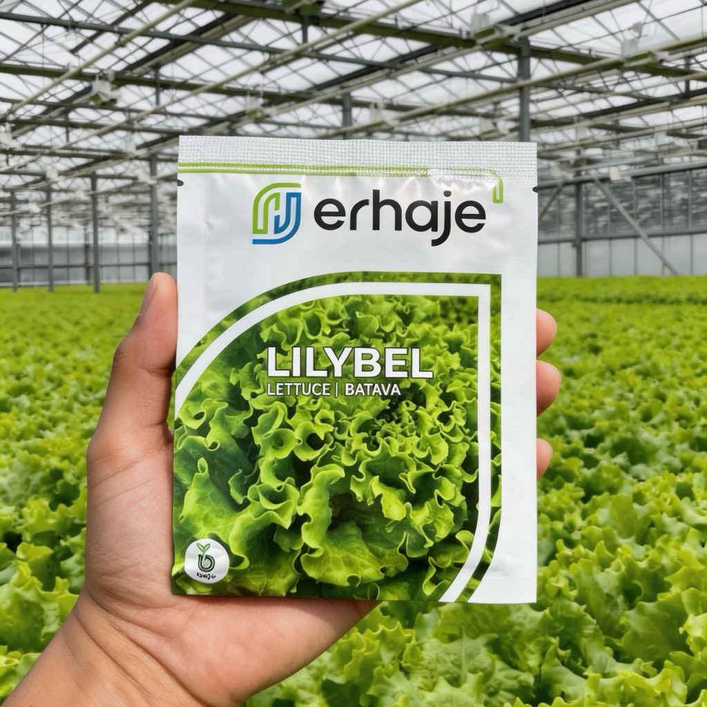 Benih Selada LILYBEL Bejo Seed 1000 Pills import